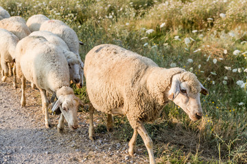 Obraz premium Flock of Sheep Grazing
