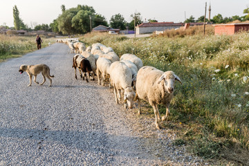 Flock of Sheep Grazing near a Village
