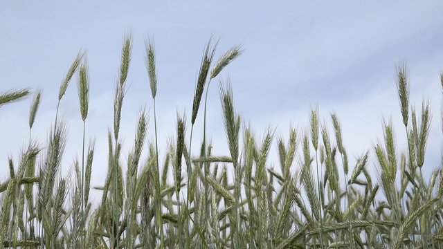 cornfield in the summer before harvest 