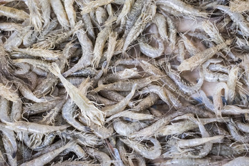 Crevettes vivantes au marché au poisson