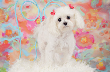 Beautiful White Maltese with Bows in Hair