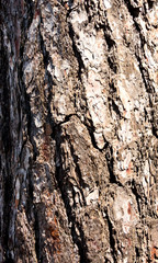 pine bark