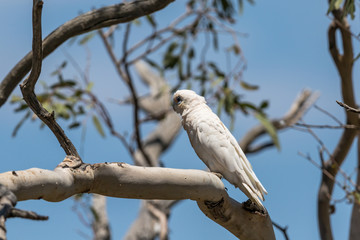 Kakadu