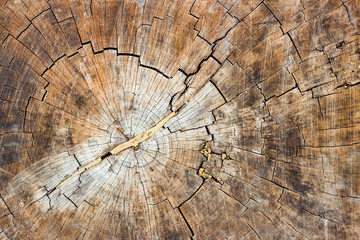 Baum Textur Hintergrund