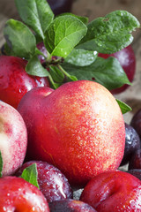 Colorful plums and peaches, still life, selective focus