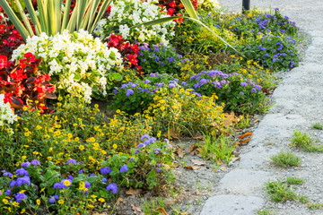 Fototapeta premium Blumenbeet im Stadtpark im Morgenlicht