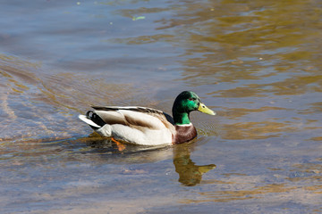 swim duck