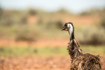 Emu Familie