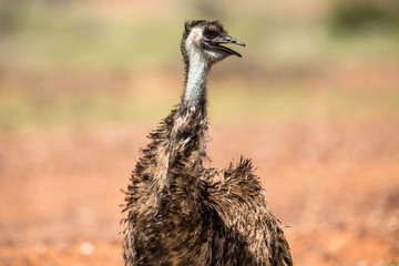 Emu Familie