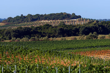 Fototapeta na wymiar collines d' Aléria et vignoble Corse 