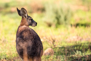 Fototapeta premium Känguruh