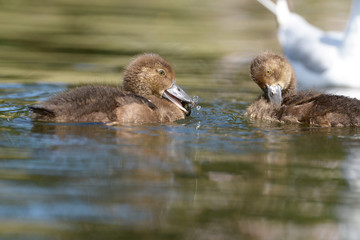 Tufted Duck - nestlings.
