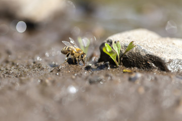 Westliche Honigbiene - Apis mellifera beim Wasser sammeln