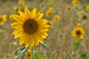 Fototapeta premium Sonnengelbe Sonnenblumen
