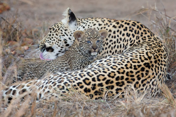 Leopard mother cares for her cub in gathering darkness