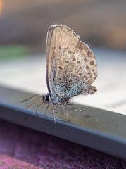 small butterfly