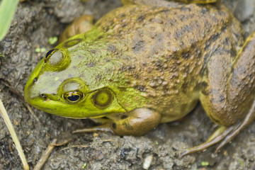 Bull Frog Mud
