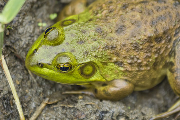 Bull Frog Mud