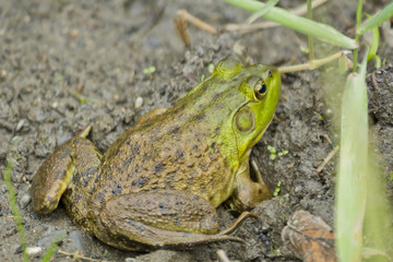 Bull Frog Mud