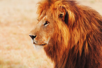Male lion in Masai Mara