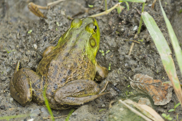 Obraz premium Bull Frog Mud