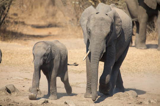 Elephant calf and mother charge towards water hole