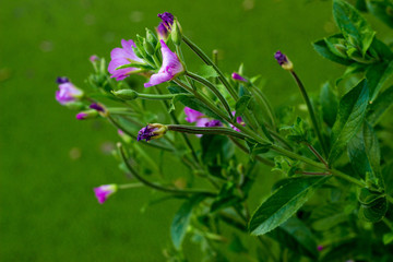 Lila Blume wächst am Rande eines Teiches im Sommer