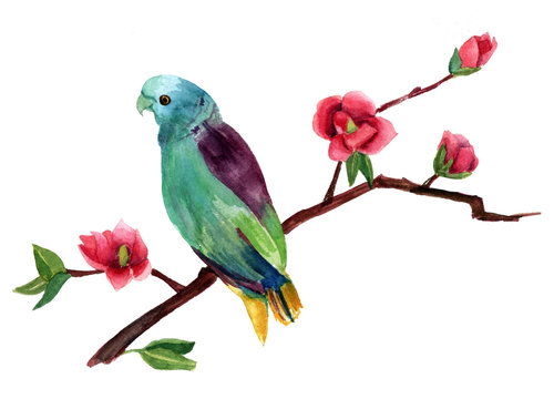 A watercolor drawing of a bright exotic bird on a branch of pink magnolias