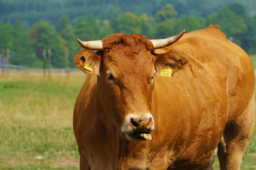Kuh zeigt Zunge auf der Weide