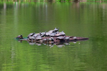 Naklejka na ściany i meble Turtles in lake