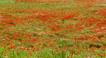 Red Poppies in field near Alnmouth, Northumberland, England, UK.