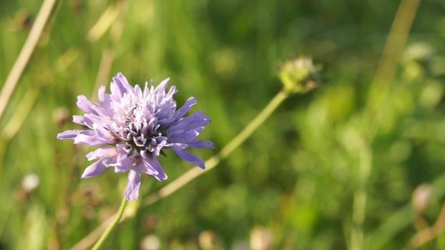 Witwenblume im Wind