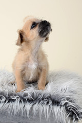 Chihuahua Terrier Puppy Howling with Mohawk