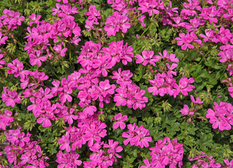 Pelargonien