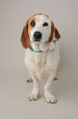 Basset Hound Mixed Breed dog with sweet face