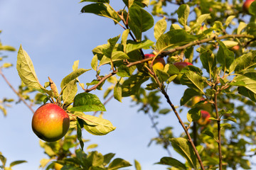 apple tree with apples