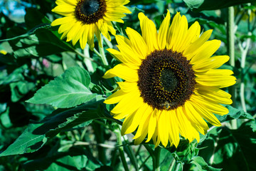 Obraz premium Sonnenblume mit fliegender Biene