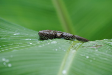 cobra
