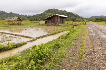 Fototapeta na wymiar Hut in rice fields next to road