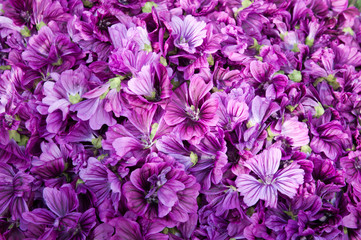 full of malva blossoms