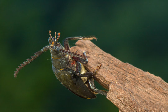 Big beetle