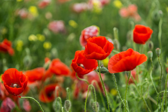 Poppies on the green meadow