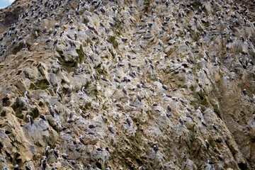 Boobies nesting at Ballestas islands, Peru