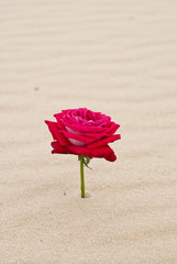 Beautiful red rose in the desert sand
