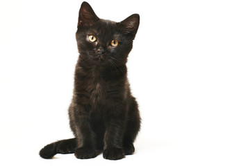 Tabby British Shorthair Kitten on white