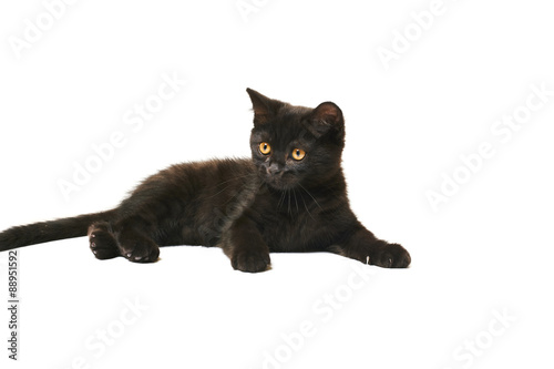 Tabby British Shorthair Kitten On White Stock Photo And Royalty