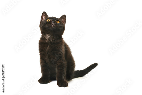 Tabby British Shorthair Kitten On White Stock Photo And Royalty