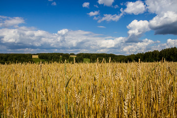Пшеничное поле накануне уборки урожая под ярким голубым небом с белыми облаками
