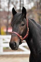 Portrait of an american bay trotter in pink halter 