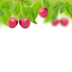 Cherry